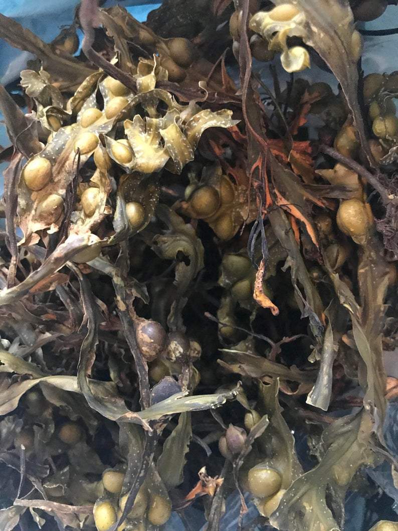 Bladderwrack (Fucus Vesiculosus) - The Seamosslab