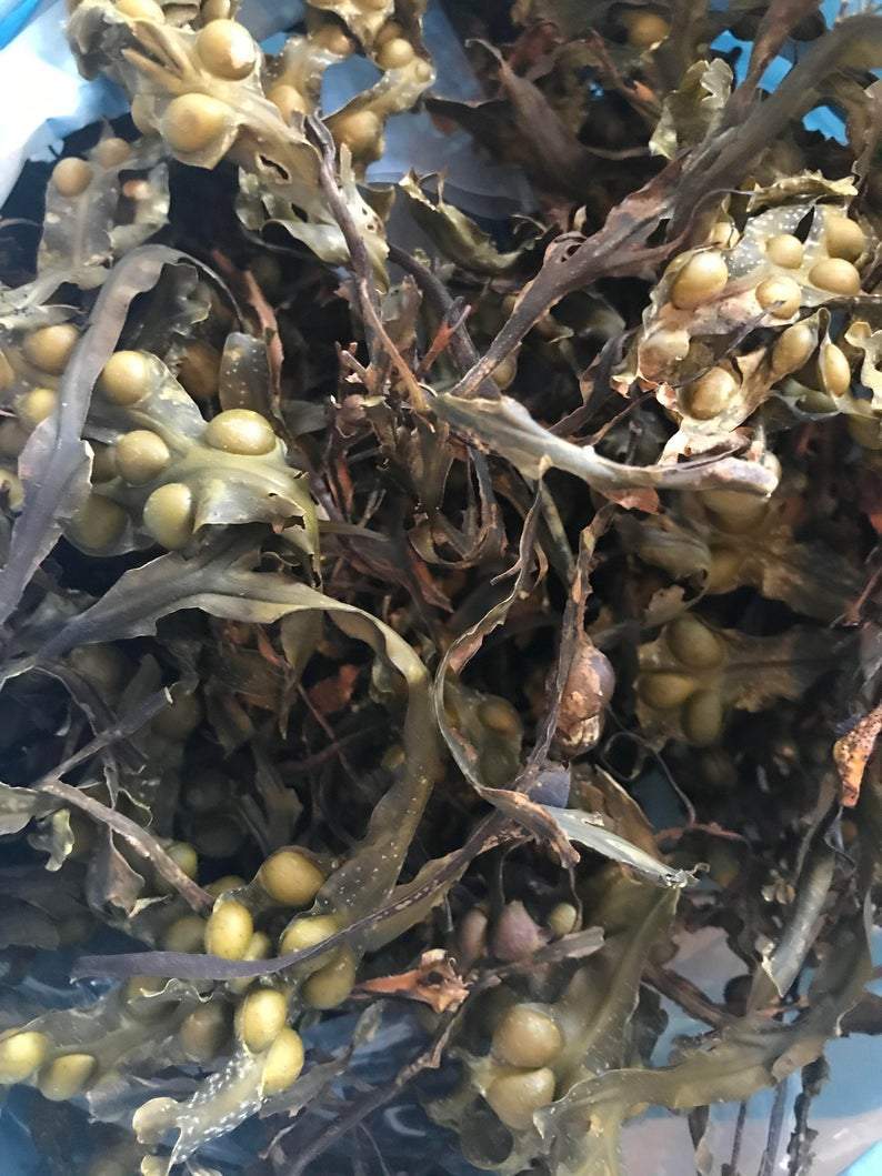Bladderwrack (Fucus Vesiculosus) - The Seamosslab