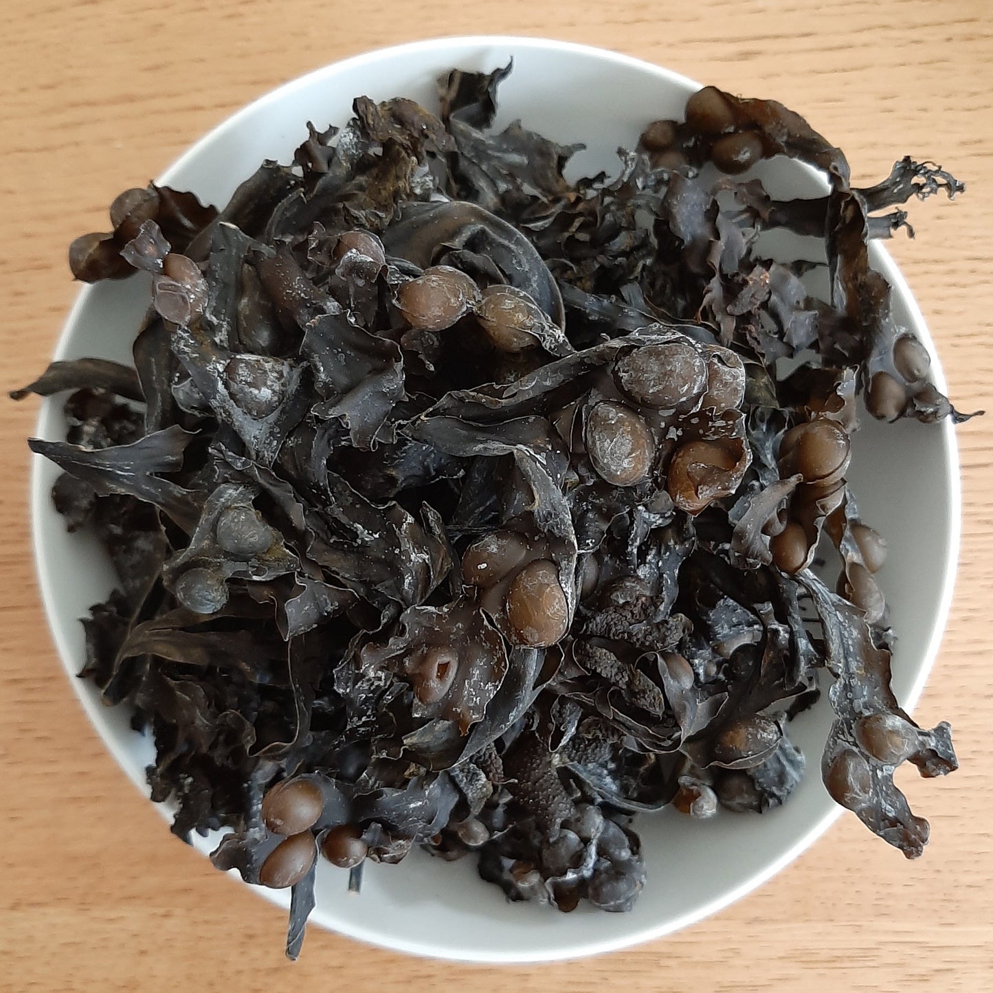 Bladderwrack (Fucus Vesiculosus) - The Seamosslab
