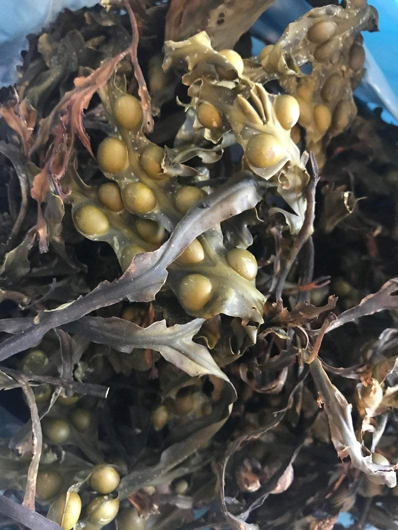 Bladderwrack (Fucus Vesiculosus) - The Seamosslab