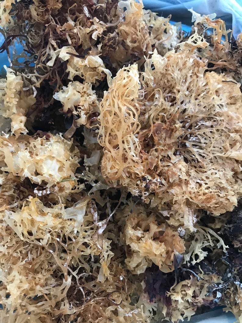 Irish Moss Gold (Chondrus Crispus) - The Seamosslab