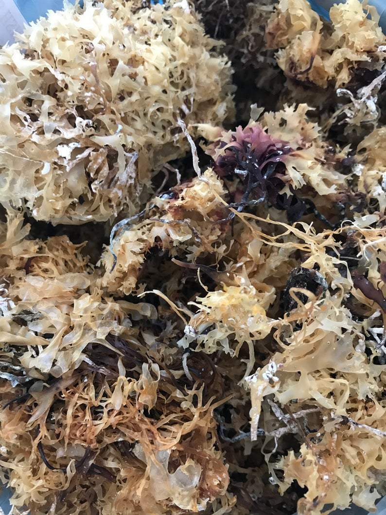 Irish Moss Gold (Chondrus Crispus) - The Seamosslab