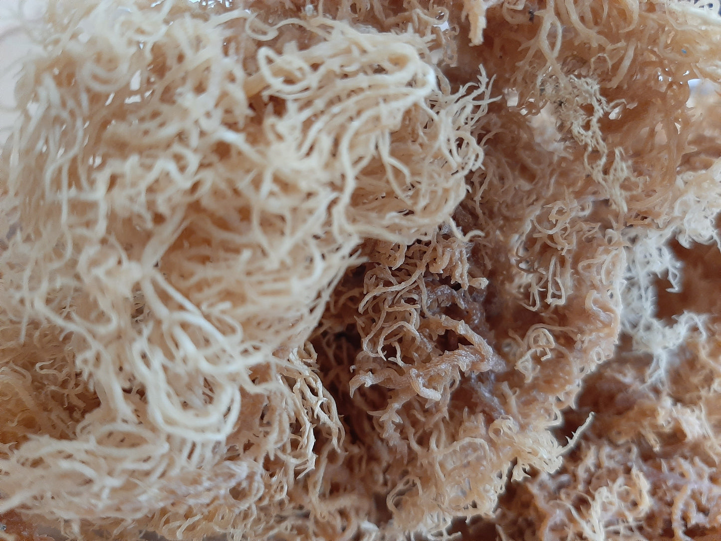Sea Moss Gold - The Seamosslab