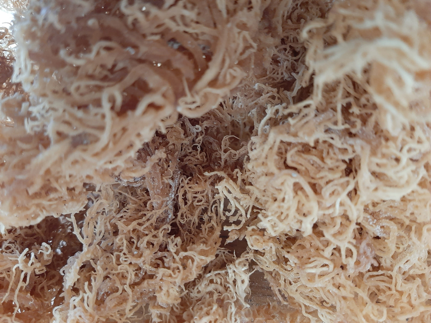 Sea Moss Gold - The Seamosslab