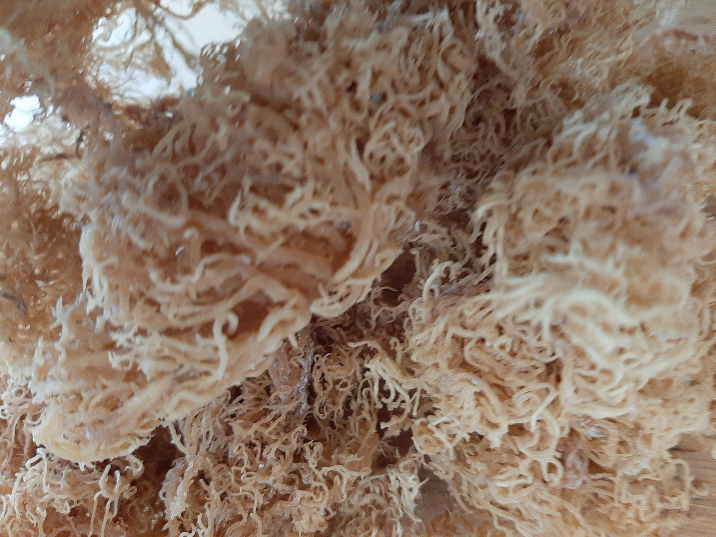 Sea Moss Gold - The Seamosslab