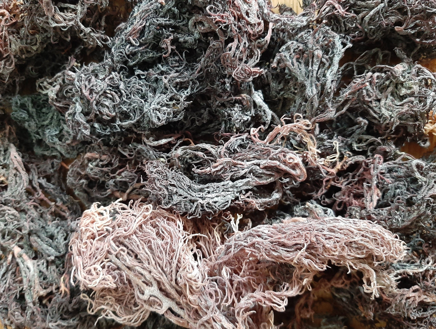 Sea Moss Purple - The Seamosslab