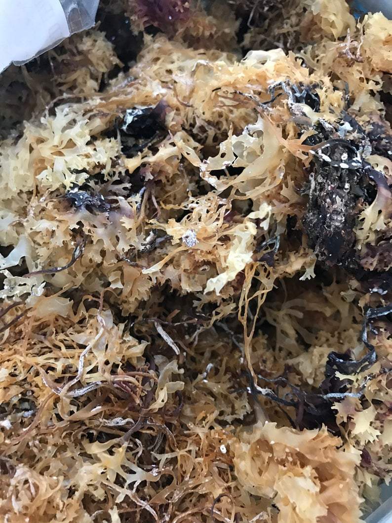 Irish Moss Gold (Chondrus Crispus) - The Seamosslab