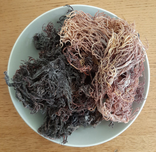 Sea Moss Purple - The Seamosslab